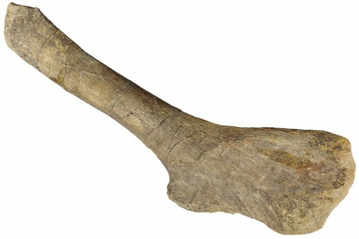 Hadrosaur (Edmontosaurus) Ischium Bone - Wyoming #232755